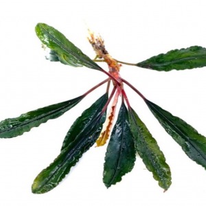 Bucephalandra Alligator Canlı Akvaryum Bitkisi Nadir Ithal Tür 4-5-6 Yapraklı