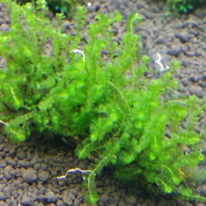 3x3 Cm Solenostoma Tetragonum MossTele Yeni SARIM