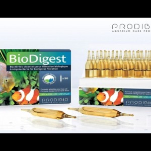 PRODiBiO Biodigest Ampül Canlı Bakteri Kültürü 1 Adet