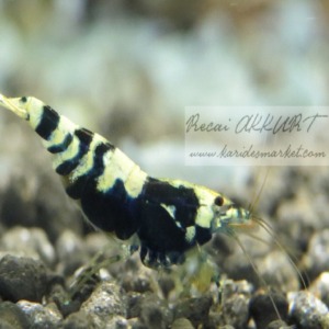 5 Adet Black Nanashi Karides Caridina Shrimp 