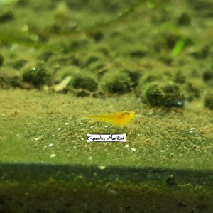 1 Adet OE Yellow ( Devil ) Sarı Orange KingKong Karides Turuncu Göz Caridina Shrimp 