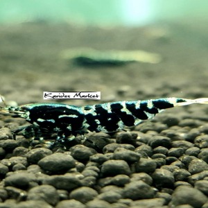 5 Adet Black Galaxy Fishbone SSS Grade (Gfb) Karides Caridina Shrimp