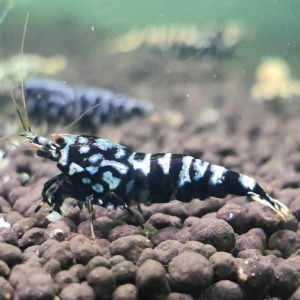 5 Adet Black Galaxy Pinto Karides Caridina Shrimp