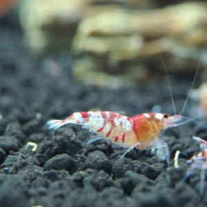 1 Adet Red Fancy Karides Caridina Shrimp Low Grade ( A / S )