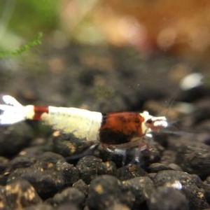 1 Adet Taiwan Bee Red Shadow Mosura Karides Caridina Shrimp
