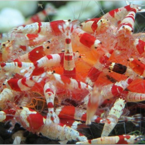 10 Adet Karışık Koloni Taiwan Bee - Prl - Kristal - Taitibee Karides Caridina Shrimp