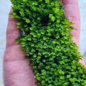 3x3 Cm Distichophyllum Maibarae Moss Tele Yeni SARIM