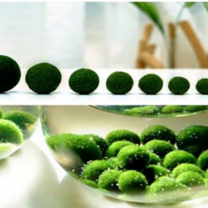 1 - 2 Cm Çap Marimo Mossball Yosun Şans Topu Cladophora Aegagropila - Moss Ball