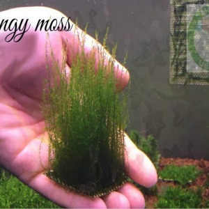 5x5 Cm Stringy Moss Tele Yeni Sarım