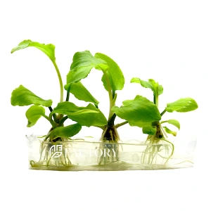 Lagenandra Meeboldii Akvaryum Canlı Bitkisi 1 Kök 4-6 Yaprak arası