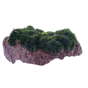 Marimo Moss Sarılı Kaya Rock Akvaryum Canlı Bitkisi