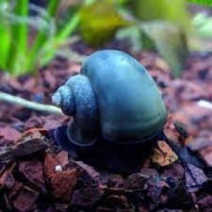 5 Adet MAVİ veya KAHVERENGİ Renklerde Elma Salyangozu FINDIK BÜYÜKLÜĞÜNDE Apple Snail