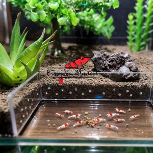 1 Adet Şeffaf Pleksi Karides Balık Akvaryum Canlıları Beslenme Alanı Bölmesi ( Yem Kabı )