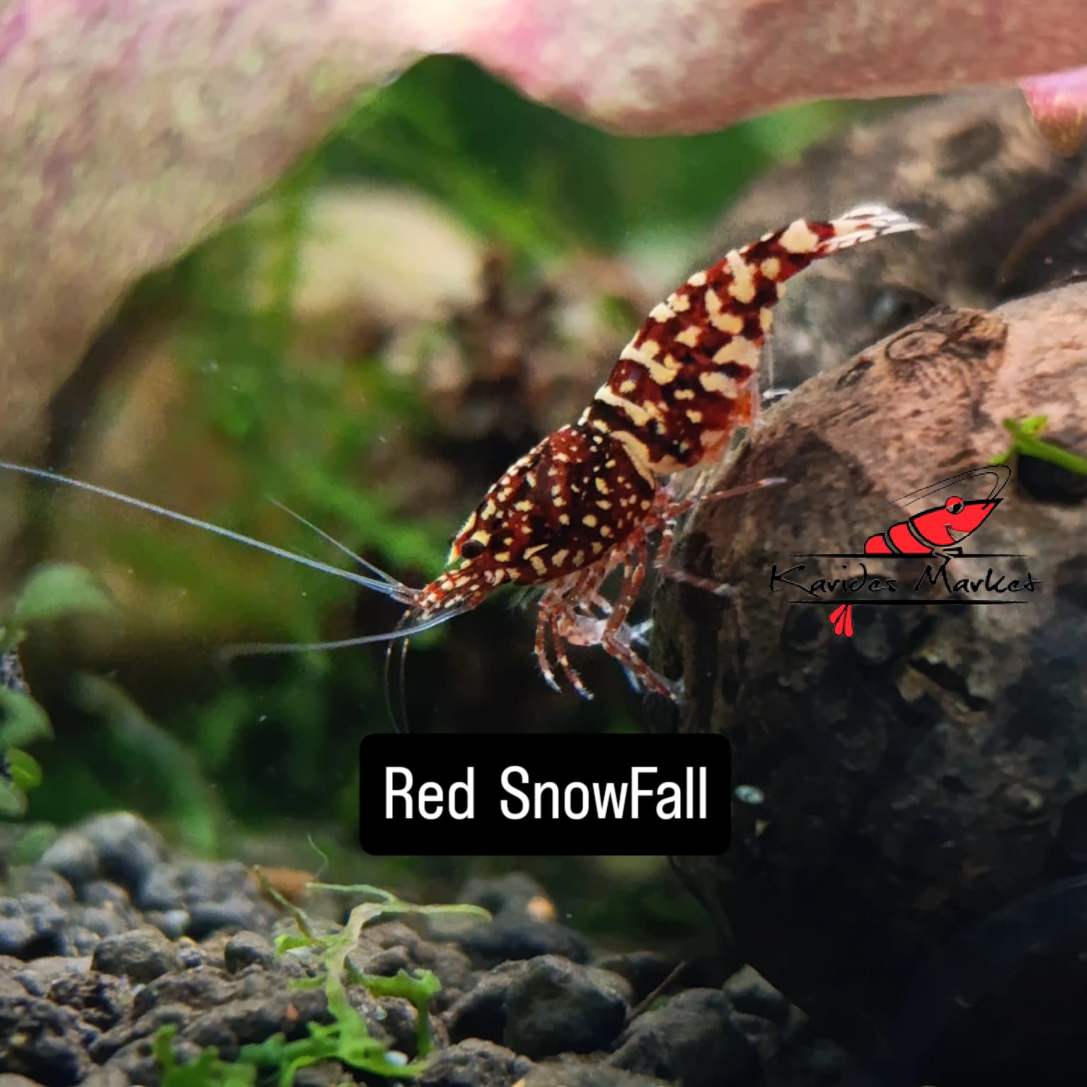 1 Adet Red SnowFall Karides Caridina Shrimp Kırmızı Snowfall