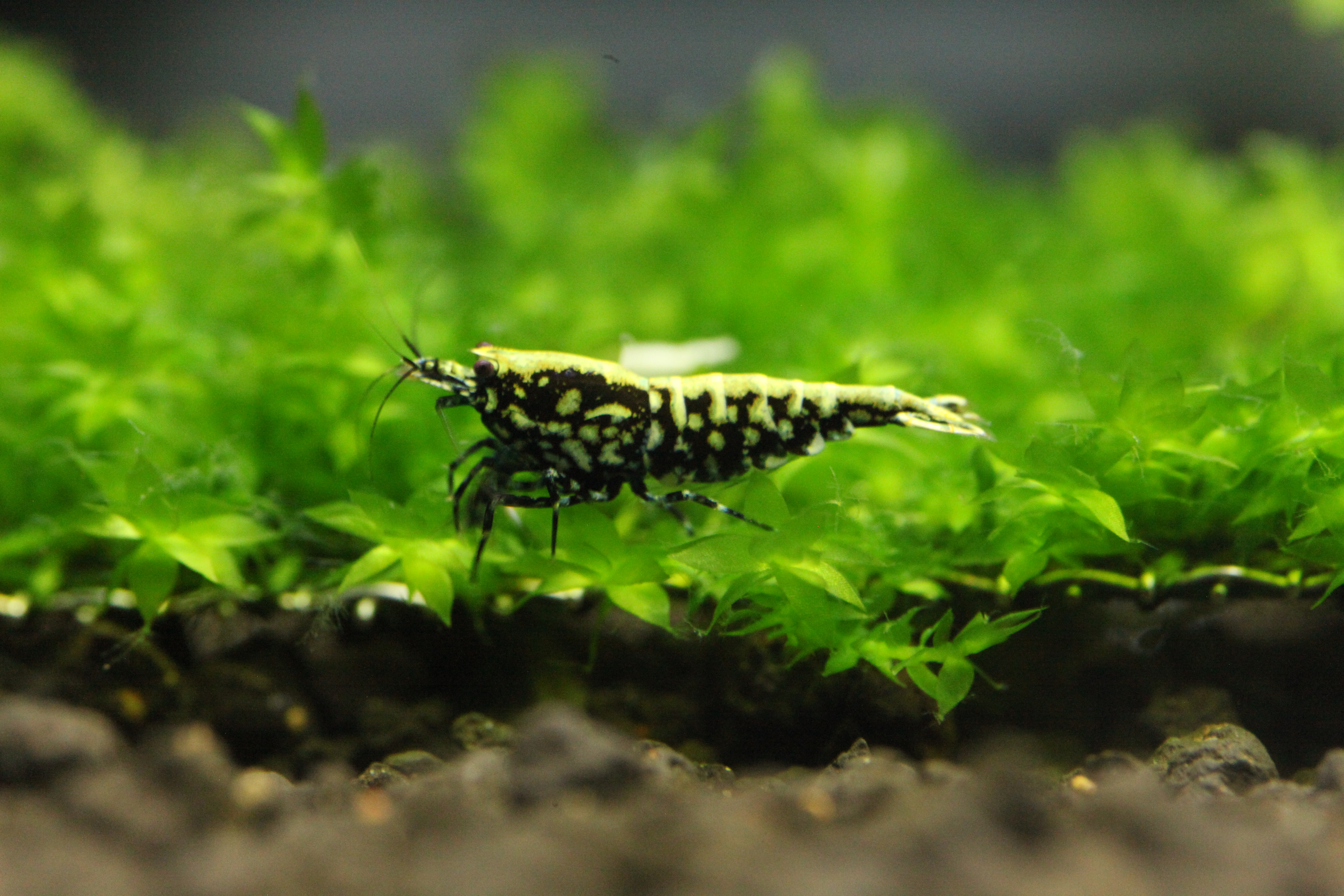 1 Adet Spider Legs Black Galaxy Siyah Wicked Stardust Karides Caridina Shrimp