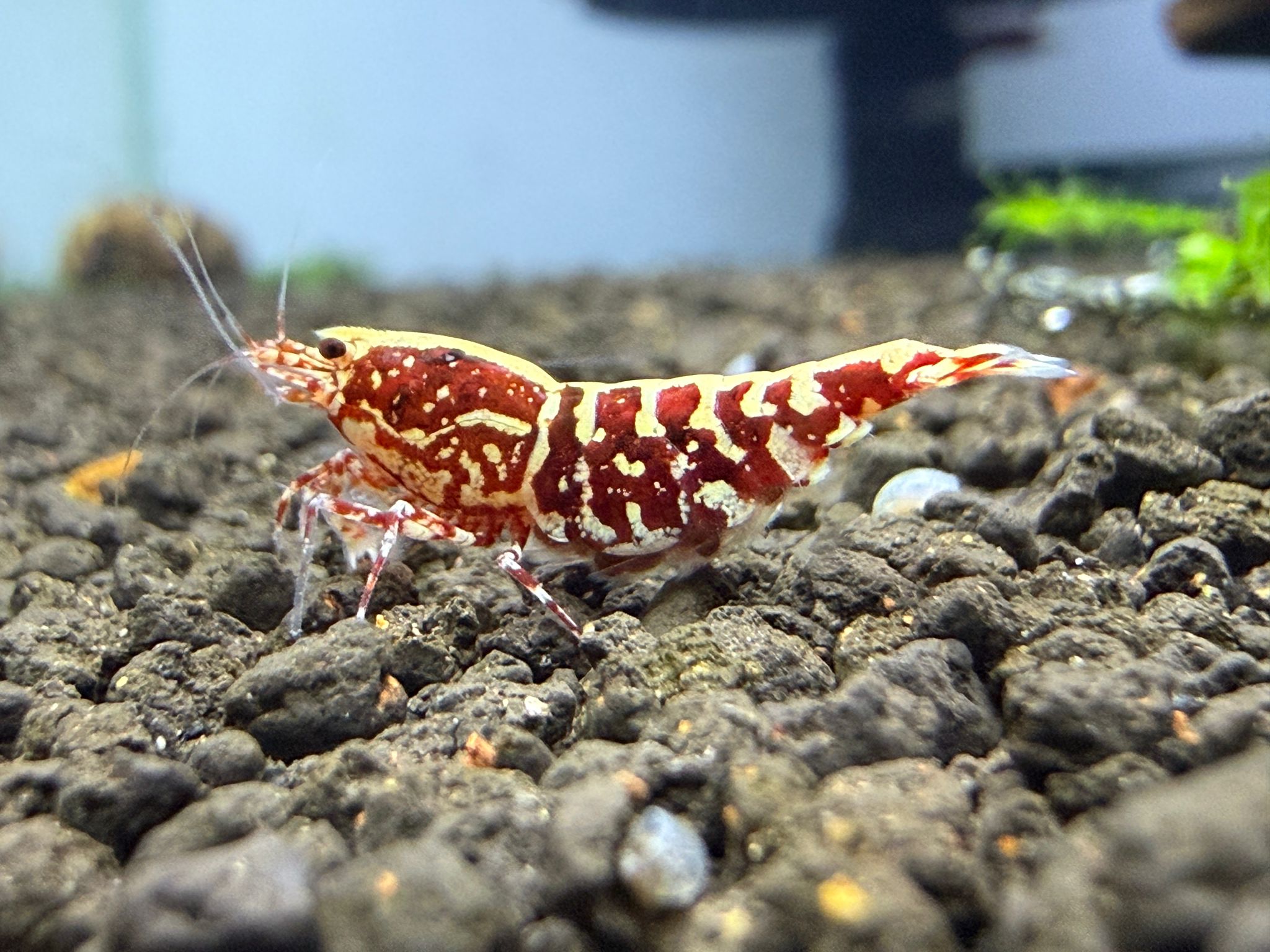 1 Adet Spider Legs Red Galaxy Kırmızı Wicked Stardust Karides Caridina Shrimp