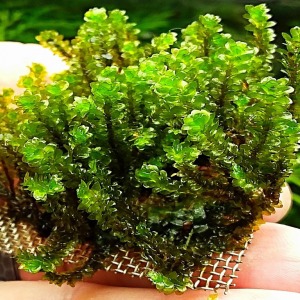 3x3 Cm Hookeriaceae Moss Tele Yeni SARIM