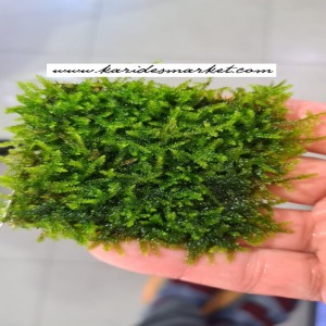3x3 Cm Tropica Cristmas Moss Tele Yeni SARIM