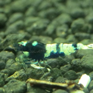10 Adet Black Siyah Belly Pinto Karides Caridina Shrimp