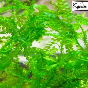 3x3 Cm Cameroon Moss Yeni Tele Sarım ( Kamerun )