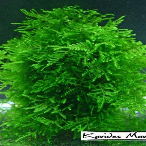 5x5 Cm Taxiphyllum species Peacock Moss YENİ TELE SARILI