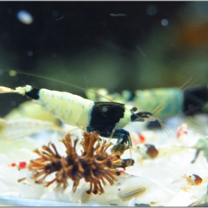 1 Adet Taiwan Bee Blue & Black Shadow Mosura Karides Caridina Shrimp