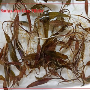 Cryptocoryne Species Özel Nadir Tür 1 Kök Canlı Bitki Genç Filiz