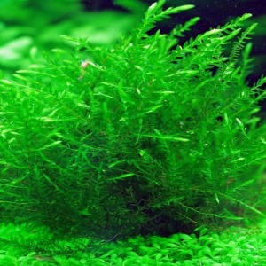 3x3 Cm Willow Moss Tele Yeni Sarım