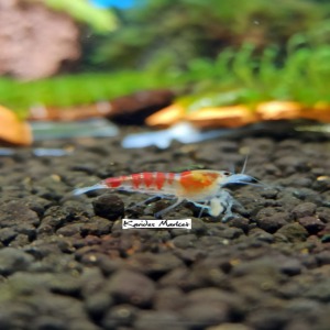 10 Adet Kırmızı Calceo Bee Red Dragon Karides Caridina Shrimp