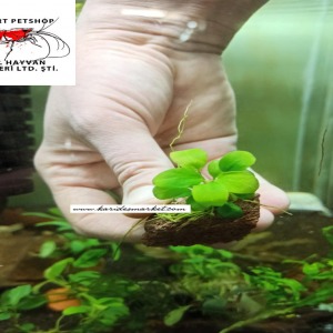Anubias Nana 4-5 Yapraklı Kök Canlı Bitki