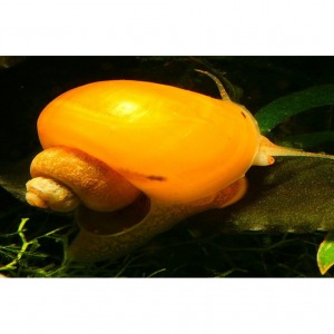5 Adet Sarı Renkli Elma Salyangozu FINDIK- NOHUT BÜYÜKLÜĞÜNDE Apple Snail