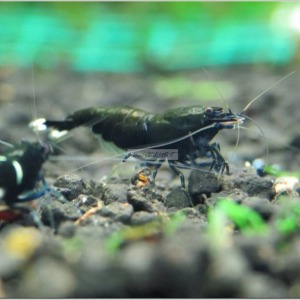 10 Adet Taiwan Bee Black Siyah KingKong Extrem Karides Caridina Shrimp
