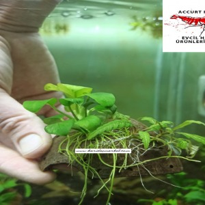 Anubias Nana ve Hygrophila Pinnatifida Canlı Bitki Uygulamasına ait Satış - Her Tasarım Sadece 1 Adettir
