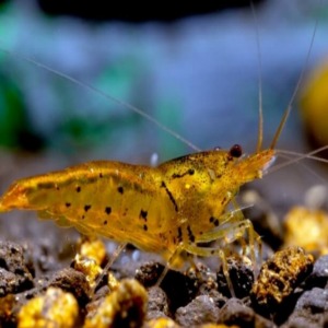 1 Adet Tangerine Tiger Karides Caridina Serrata Shrimp