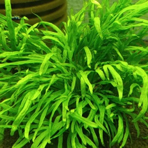 Microsorum Pteropus Trident Fern 4-6 Yaprak Canlı Bitki