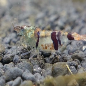 5 Adet Trifasciata Racoon Karides Nadir Tür Caridina Cf. Cantonensis Var Shrimp