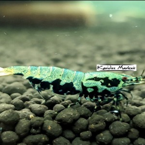 5 Adet ( BLUE GEN BOA ) Black Galaxy Karides Caridina Boa Shrimp
