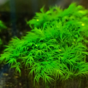 5x5 Cm Fissidens Fontanus Moss YENİ TELE SARILI