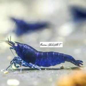 1 Adet Royal Blue Tiger OERBT Turuncu Göz Kaplan Karides Caridina Shrimp