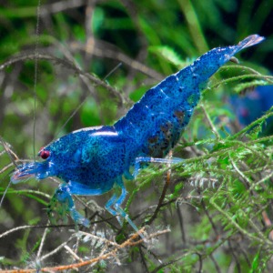 5 Adet Aura Blue Karides Caridina Cf. Serrata “AuraBlue” Shrimp
