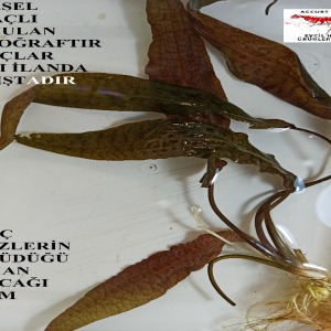 Cryptocoryne Species Özel Nadir Tür 1 Kök Canlı Bitki Köklü Anaç