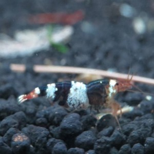 1 Adet Cbs Kristal Siyah Arı Black Bee Karides Caridina Shrimp