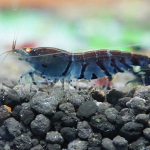 10 Adet OEBT Turuncu Göz Mavi Kaplan Karides Blue Tiger Caridina Shrimp