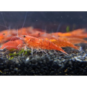10 ' lu Koloni Neocaridina Sp. KİRAZ Karides Kolonisi Cherry Shrimp