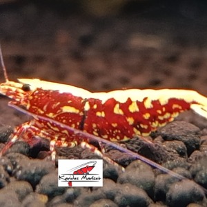 1 Adet Spider Legs Red Galaxy Kırmızı Wicked Stardust Karides Caridina Shrimp