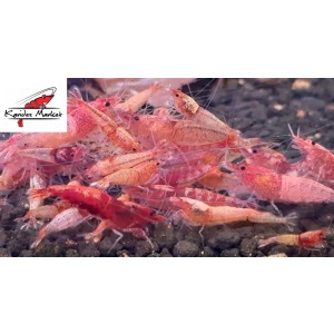 10 Adet Red Steel Karides Nadir Tür  ( Akuma Gen ) Caridina Cf. Cantonensis Var Shrimp